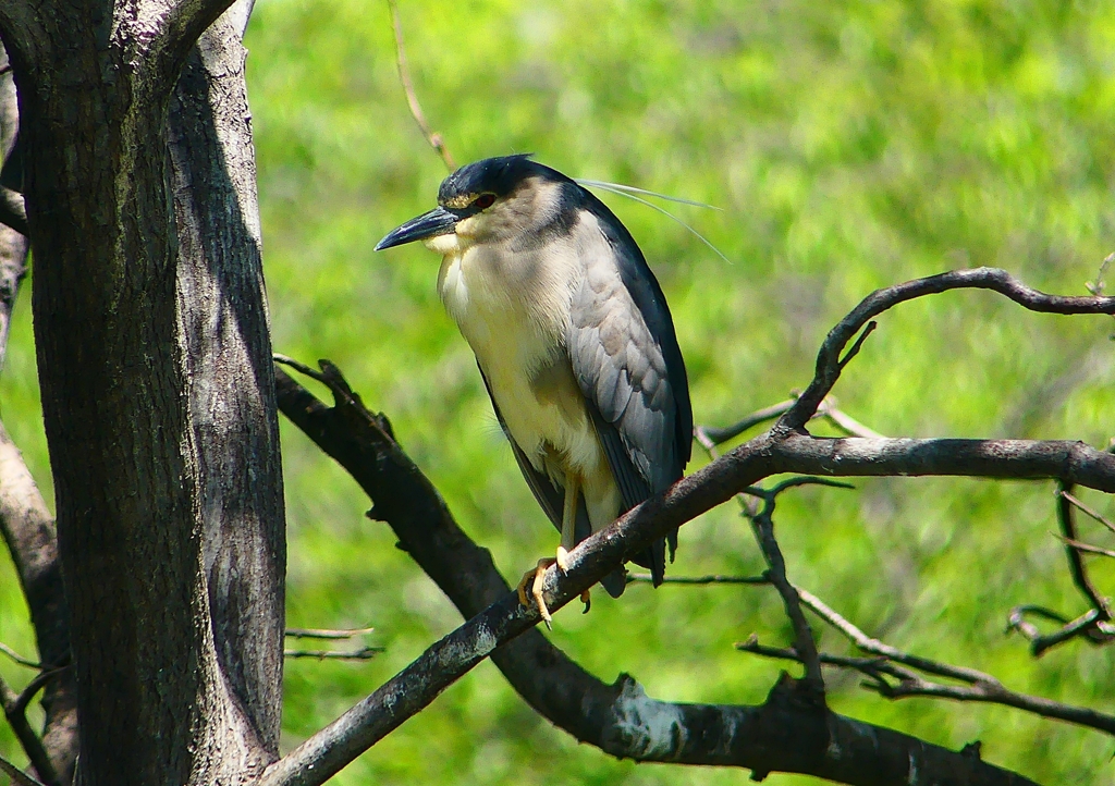 P2010496：ゴイサギ_R