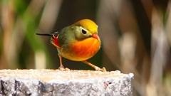 P1830910：ソウシチョウ-04_R