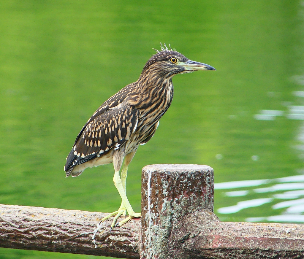 P1120666：ホシゴイ_R