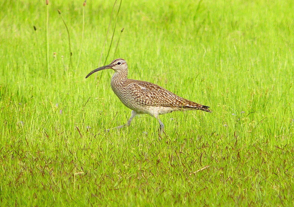 P1990598：チュウシャクシギ_R