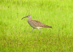 P1990598：チュウシャクシギ_R