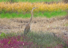 P1400716：ムラサキサギ_R