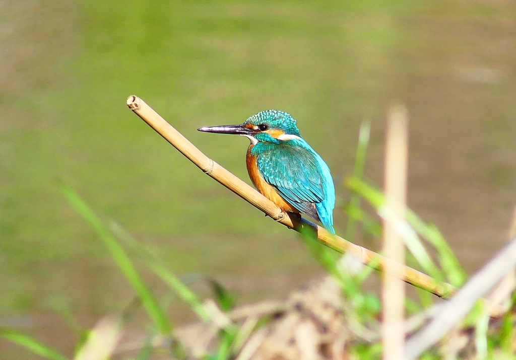 P4800537：カワセミ（オス）_R