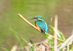 P4800537：カワセミ（オス）_R