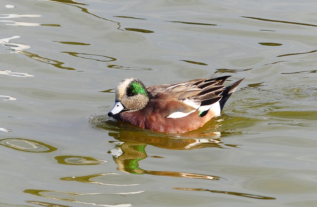 P3650709：アメリカヒドリ（オス）★_R