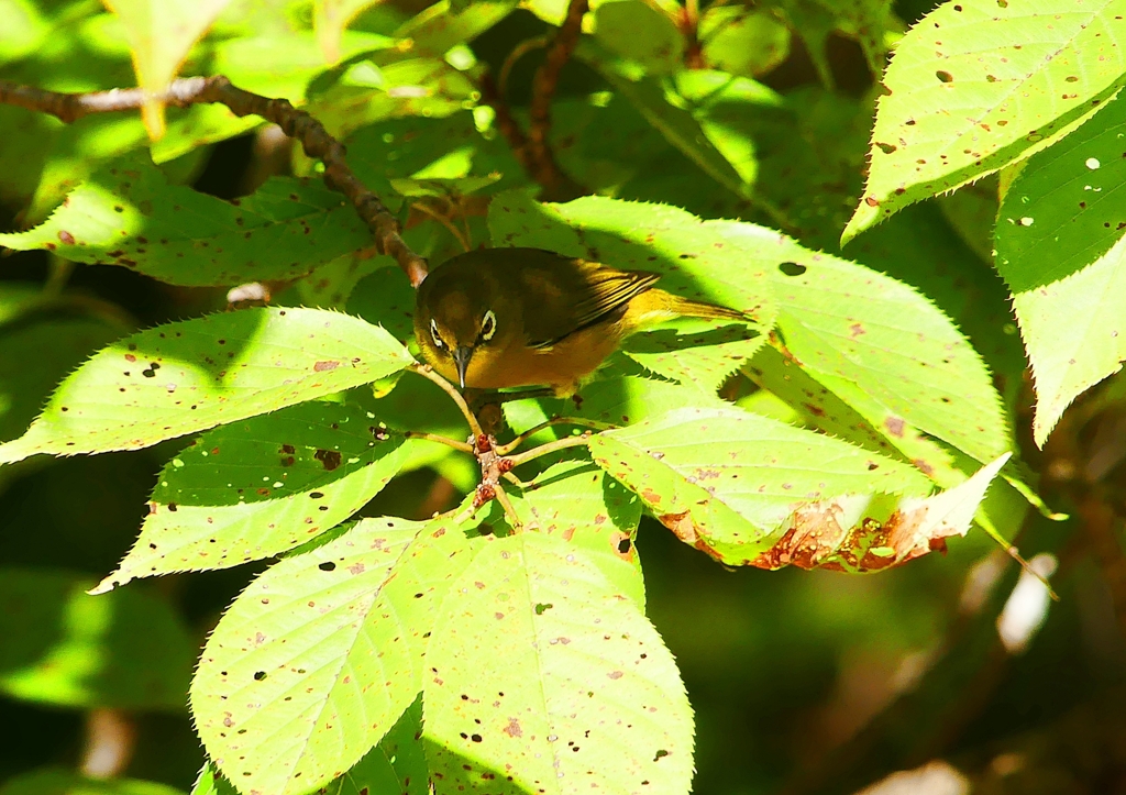 P1190247：メジロ_R