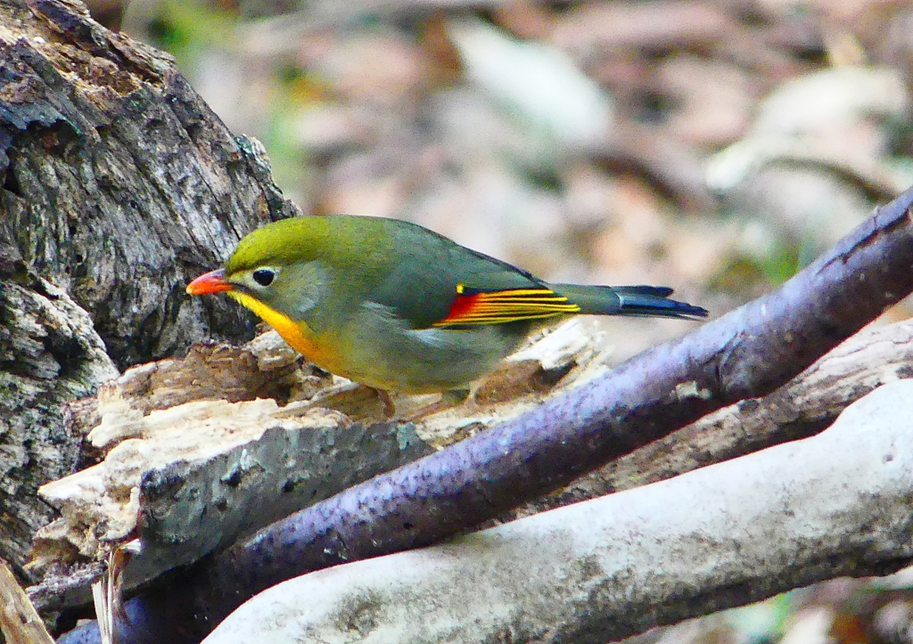 P1900871：ソウシチョウ_R