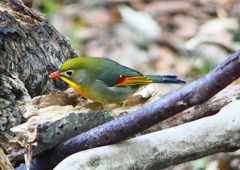 P1900871：ソウシチョウ_R