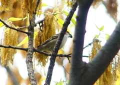 P1930730：ニュウナイスズメ_R