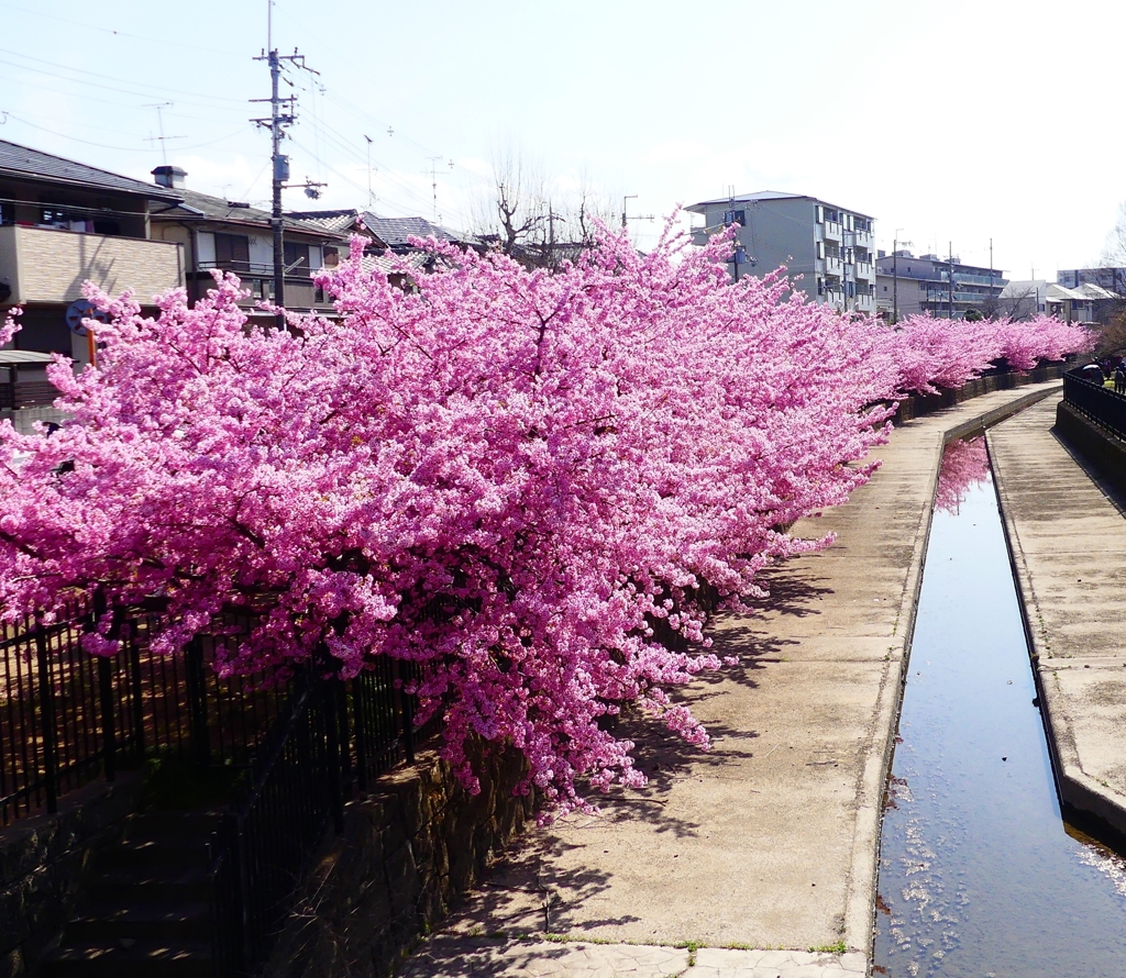 P3910020：河津桜_R