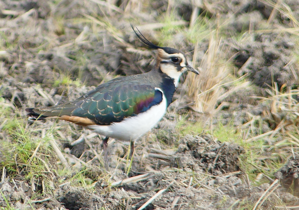 P1540692：タゲリ_R