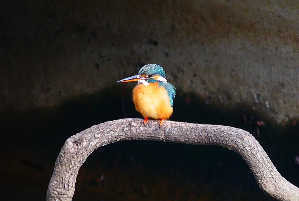 P4700478：カワセミ（メス）_R