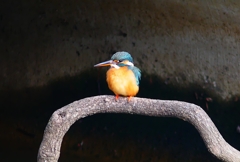 P4700478：カワセミ（メス）_R