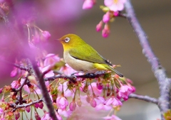 P1860796：河津桜にメジロ_R