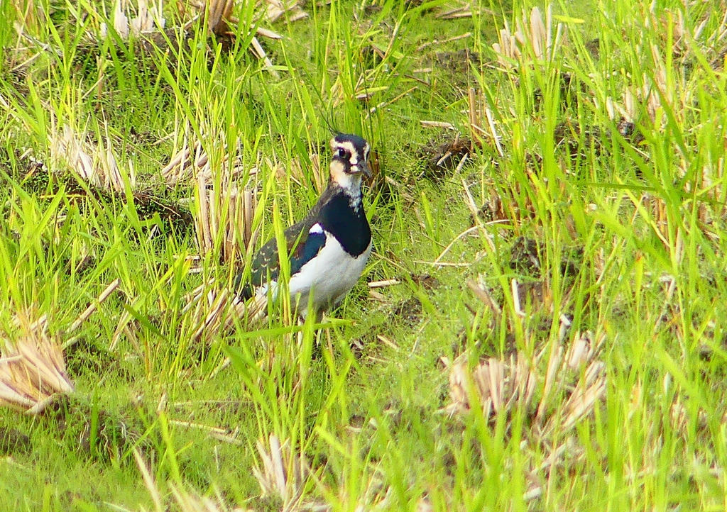 P1380565：タゲリ_R