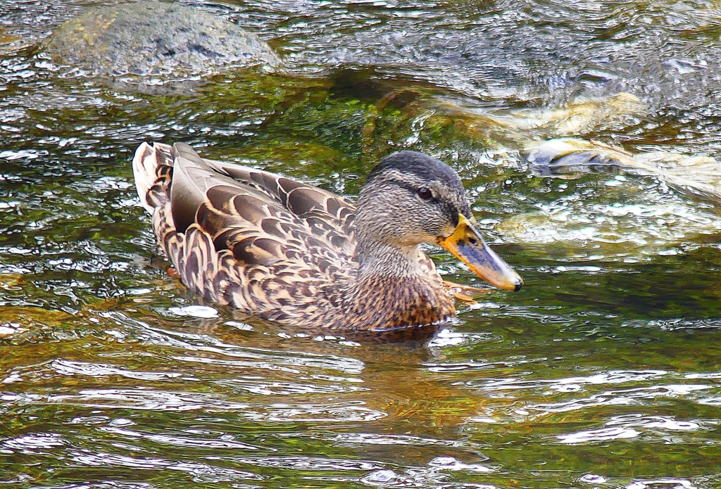 P4370674：マガモ_R