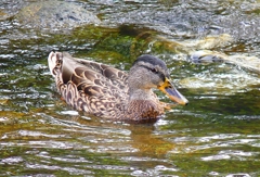 P4370674：マガモ_R