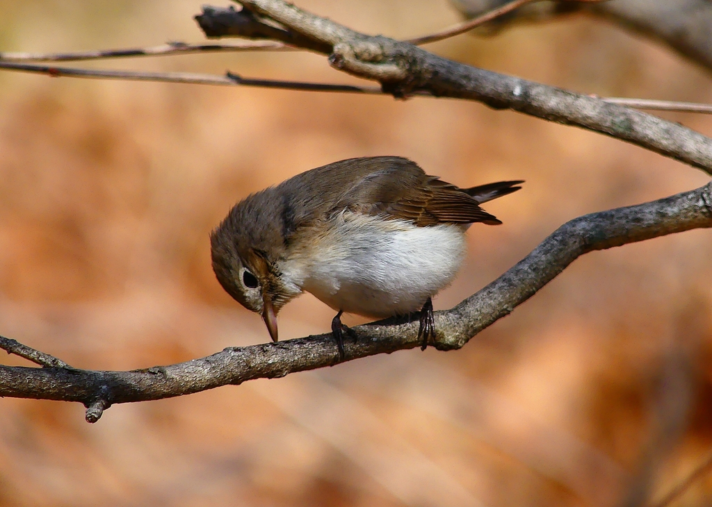 P4820666：ニシオジロビタキ_R