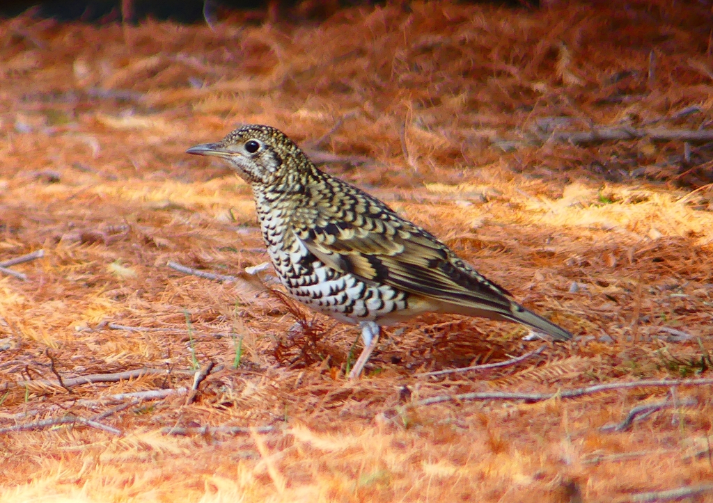 P1800707：トラツグミ_R