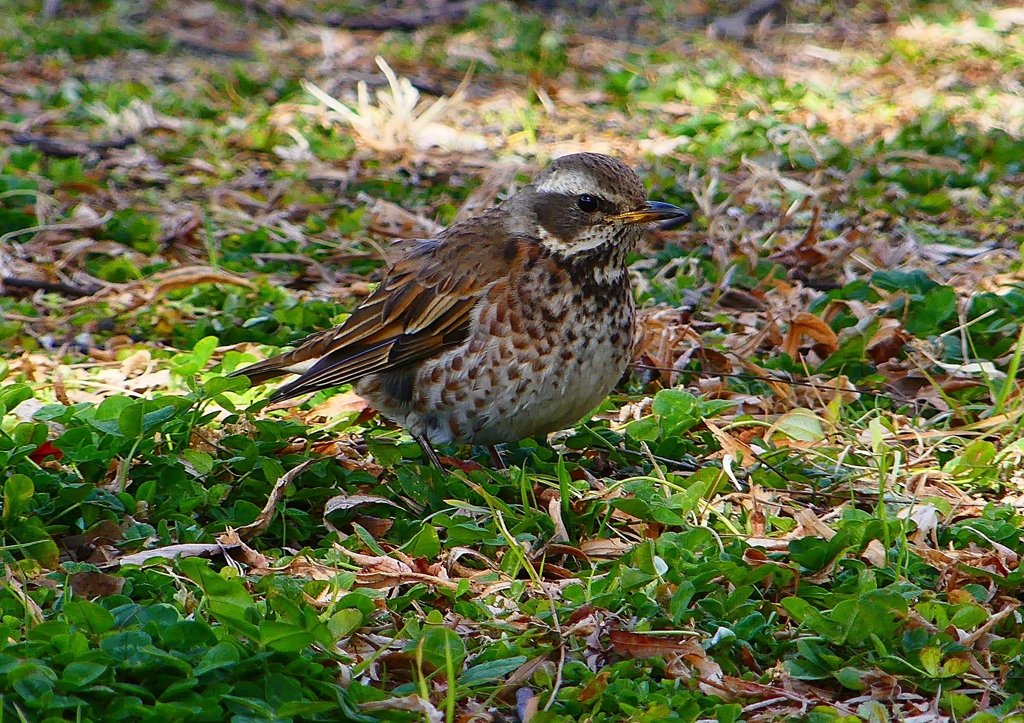 P1790706：ツグミ_R