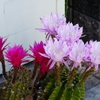 P1000003：サボテンの花_R
