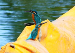 P4480512：カワセミ（オス）_R