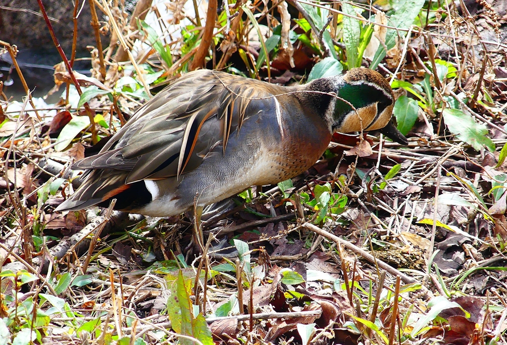 P4700273：トモエガモ（オス）_R