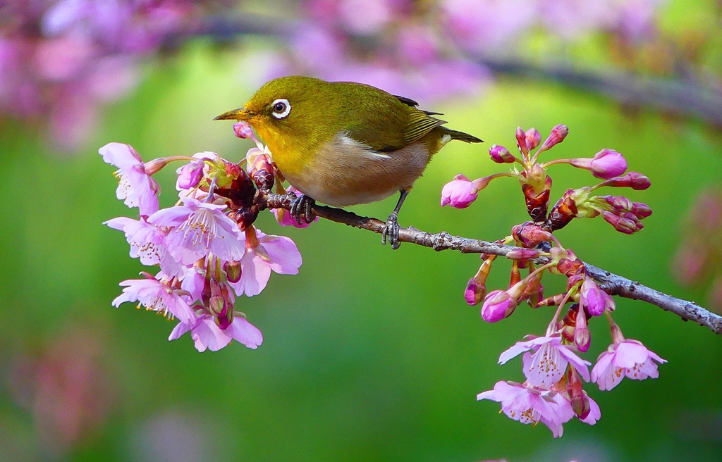 P4780225：メジロ＜河津桜＞_R