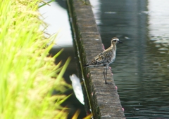 P1200456：ムナグロ_R