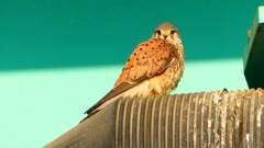 P1980703：チョウゲンボウ-02_R
