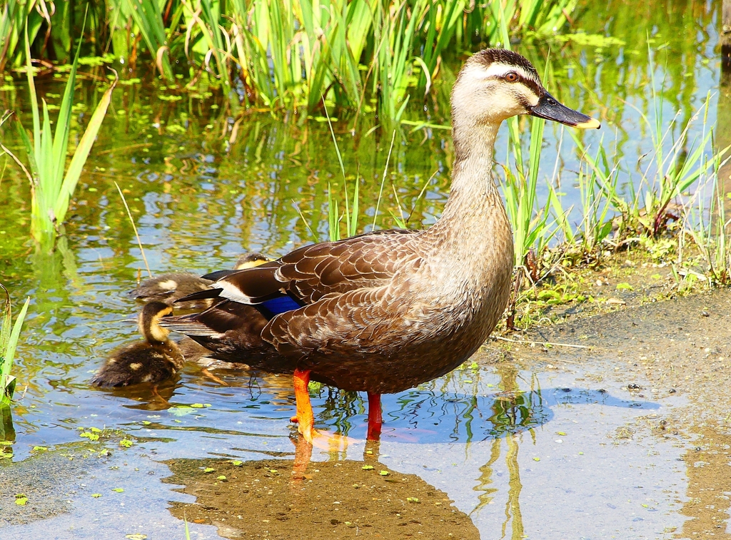 P1000562：カルガモ親子_R