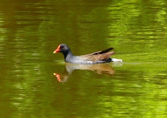 P2010351：バン_R