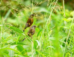 P4340684：カワラヒワ_R