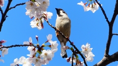P1900275：ソメイヨシノとスズメ_R