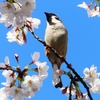 P1900275：ソメイヨシノとスズメ_R