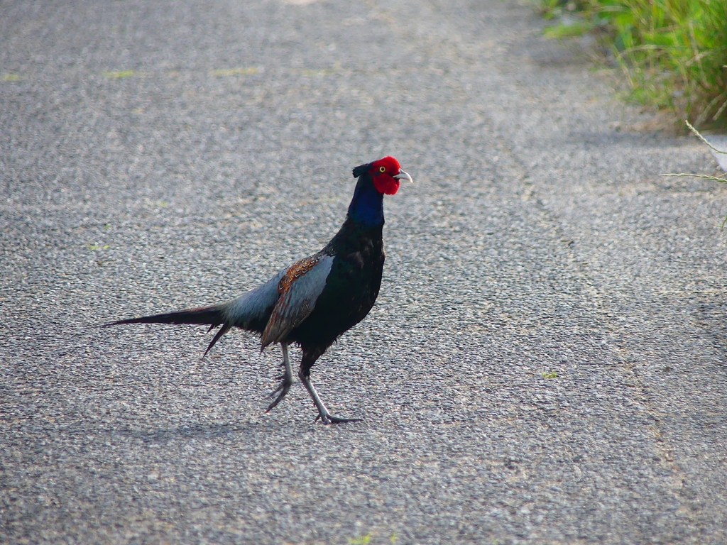 P4170128：キジ（オス）_R