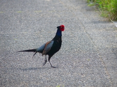 P4170128：キジ（オス）_R