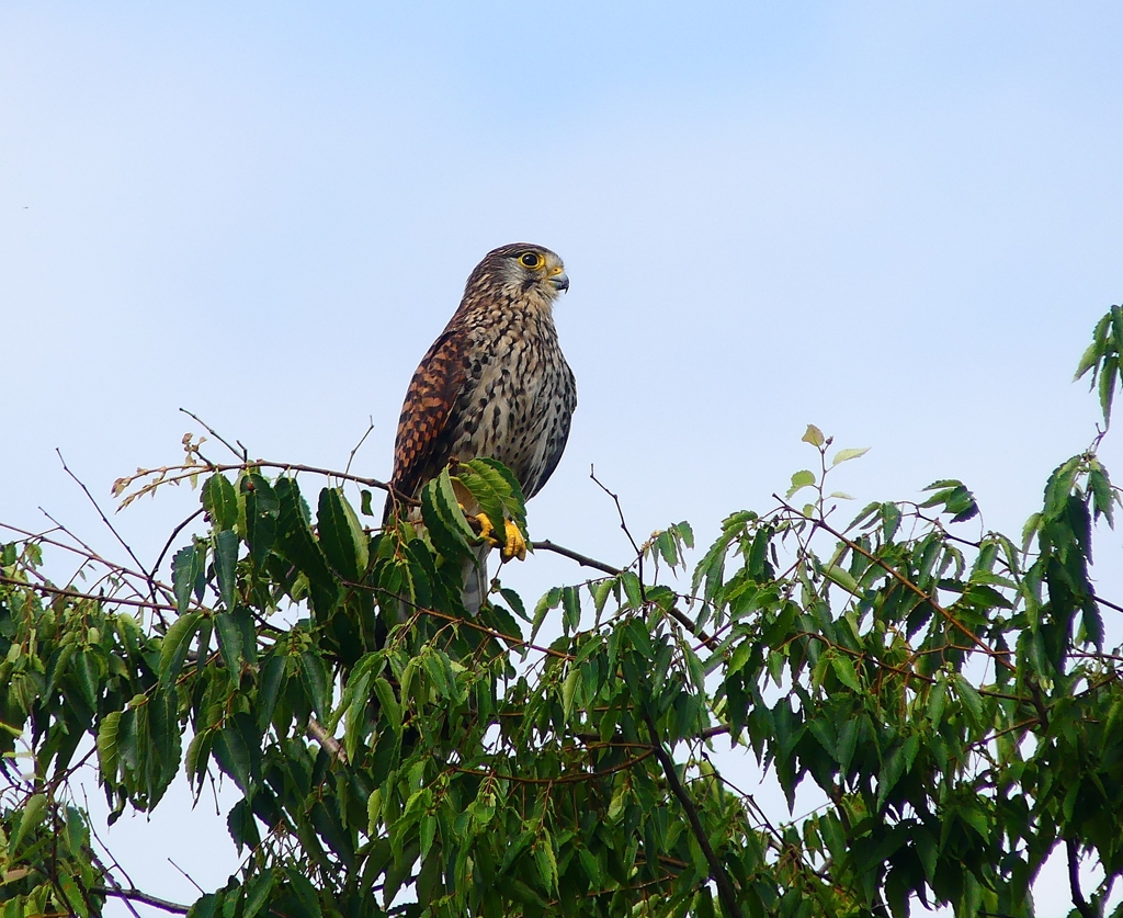 P4150500：チョウゲンボウ_R