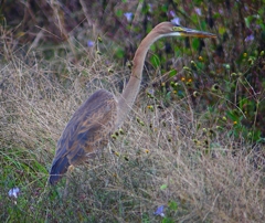 P1410455：ムラサキサギ_R