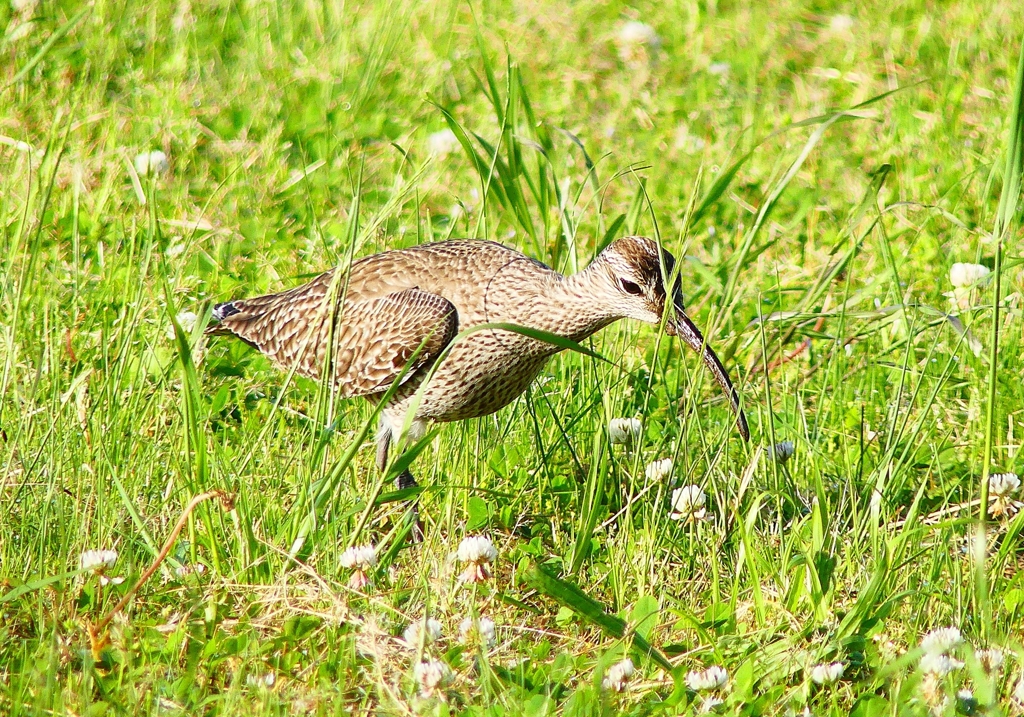 P4950732：チュウシャクシギ_R