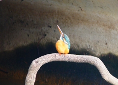 P4700380：カワセミ（メス）_R