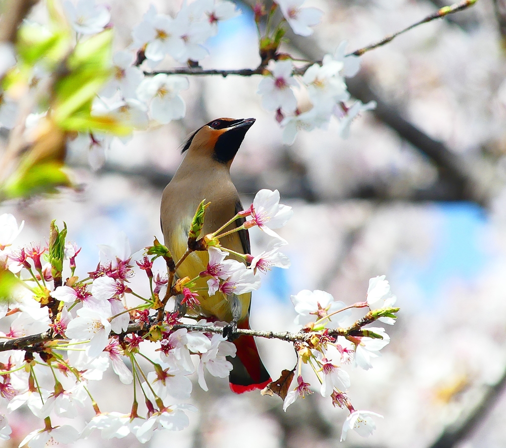P3990649：桜にヒレンジャク_R