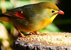P1620590：ソウシチョウ_R