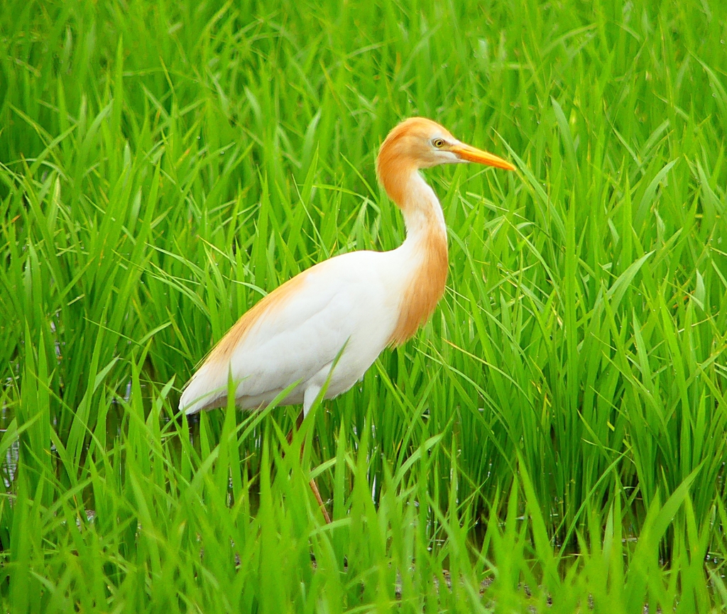 P1060406：アマサギ_R