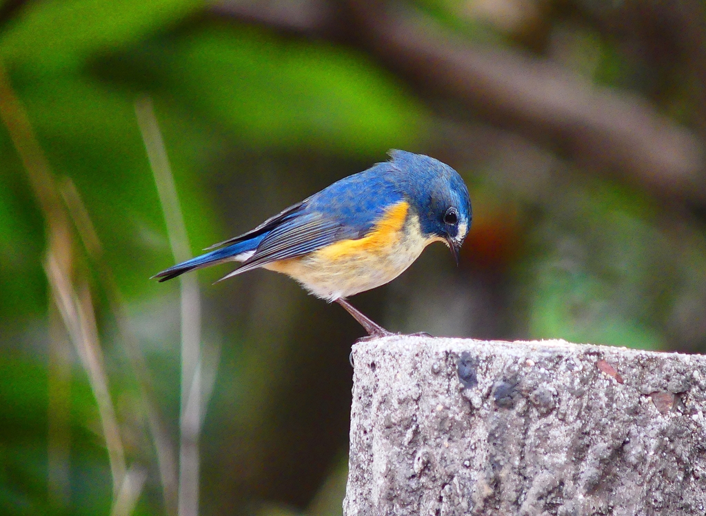 P3710091：ルリビタキ（オス）_R