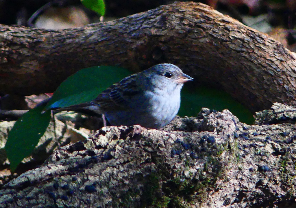 P1750051：クロジ_R