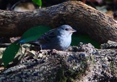 P1750051：クロジ_R