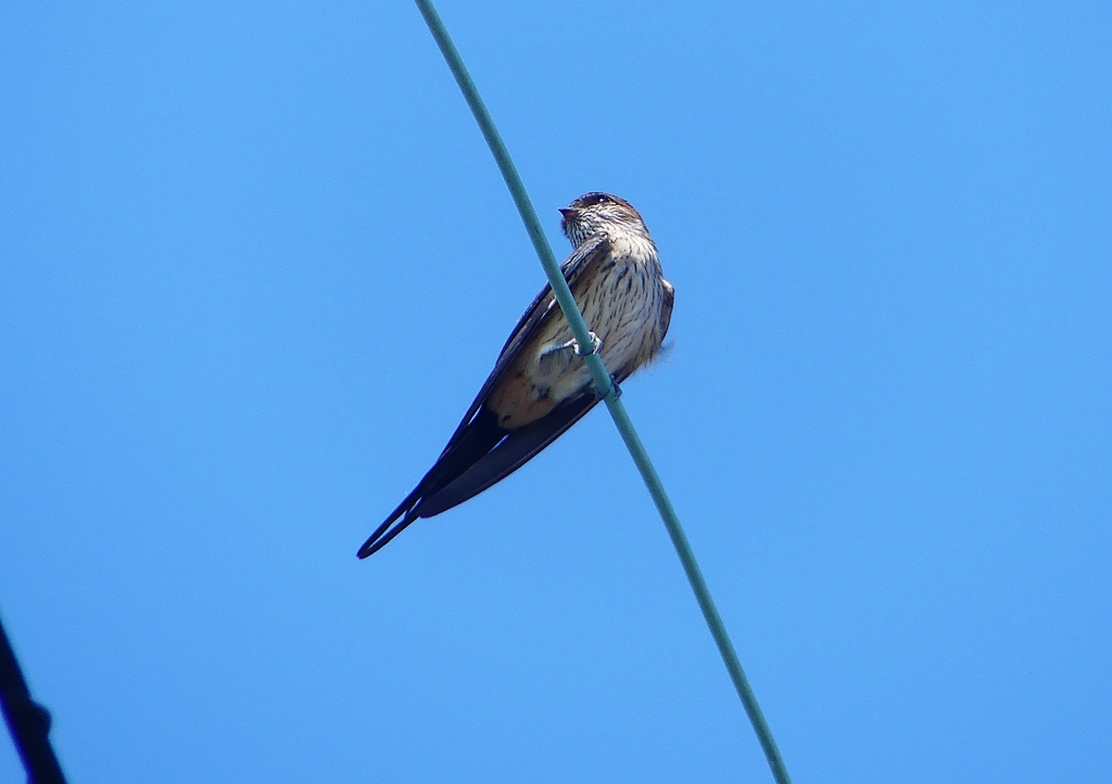 P1180644：コシアカツバメ_R