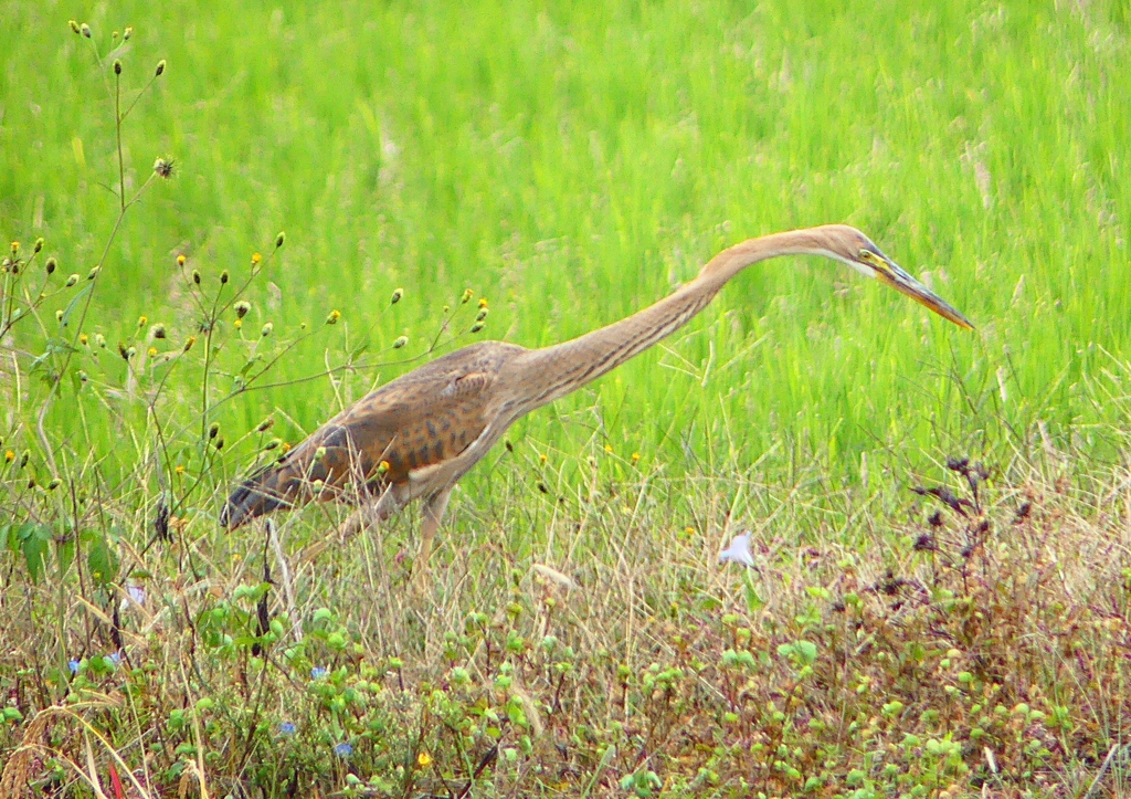 P1410246：ムラサキサギ_R