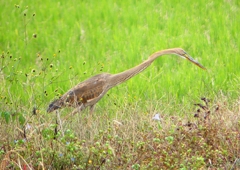 P1410246：ムラサキサギ_R
